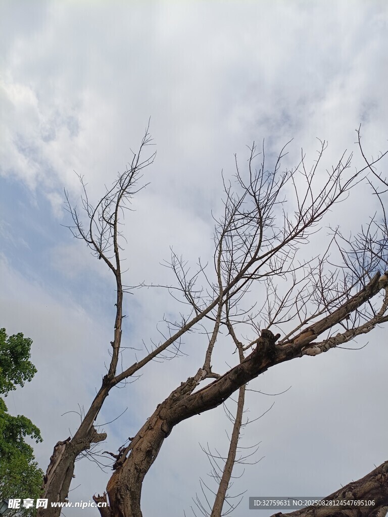 枯树枝干伸向天空
