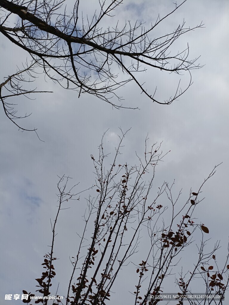 冬日枯树枝干景象