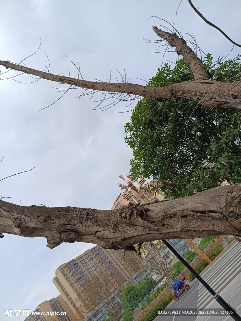 枯树枝与绿树对比景象