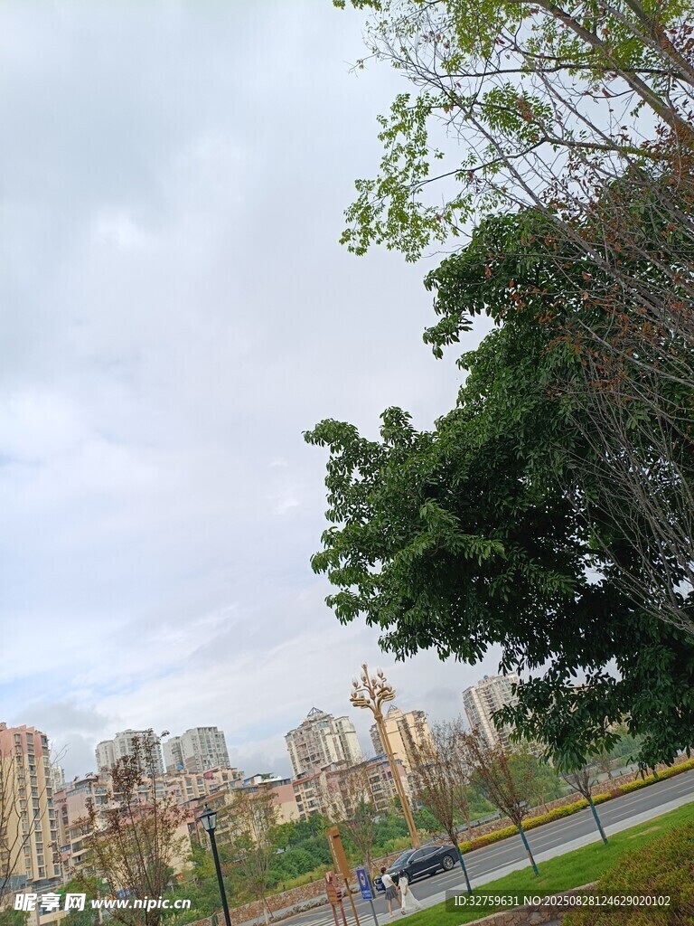 城市公园绿树与远处建筑