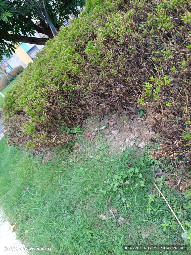 草地旁的绿植景观
