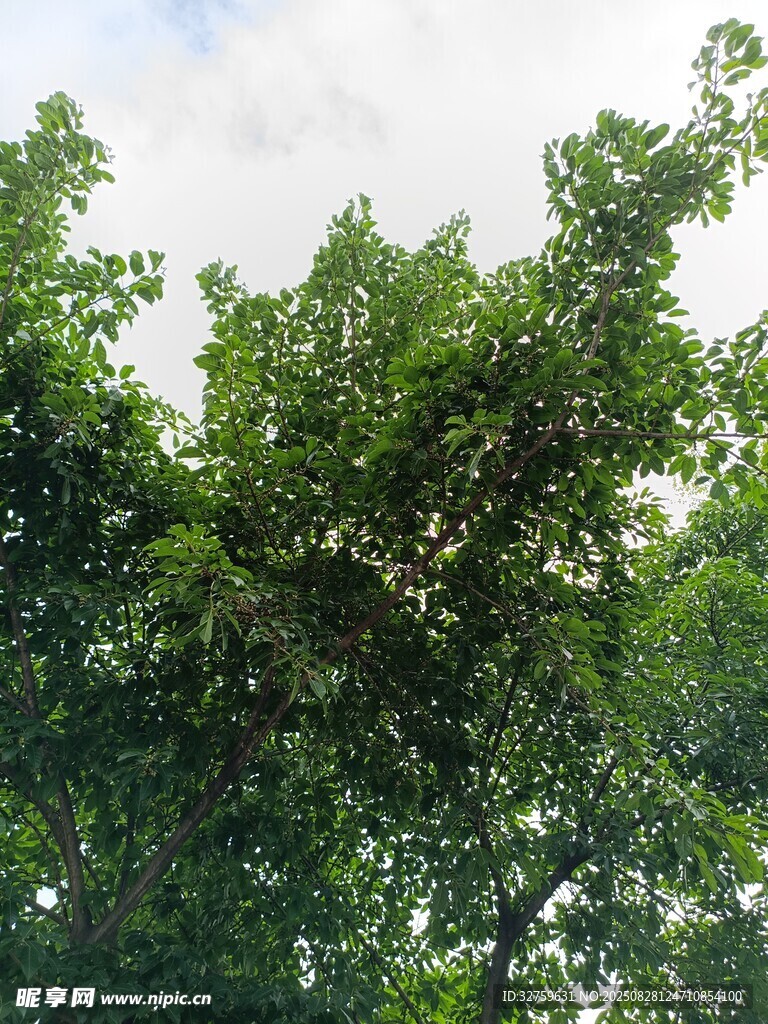 繁茂绿树
