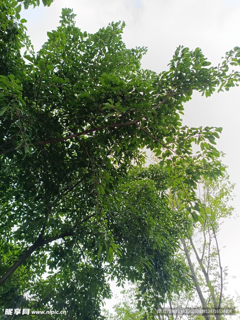 繁茂绿树 