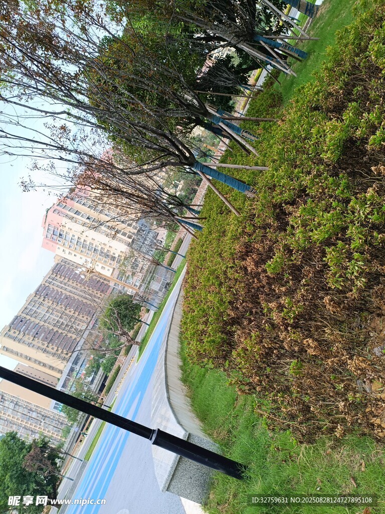 城市道路旁的绿植景观