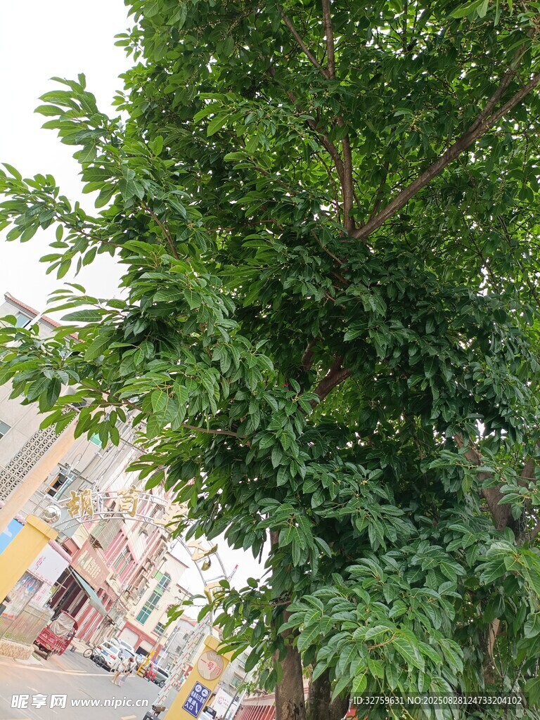 街道旁的茂盛绿树