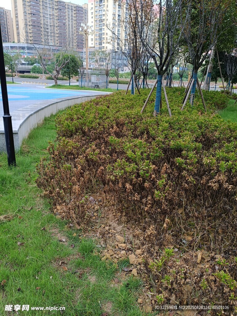 城市路边绿植景观