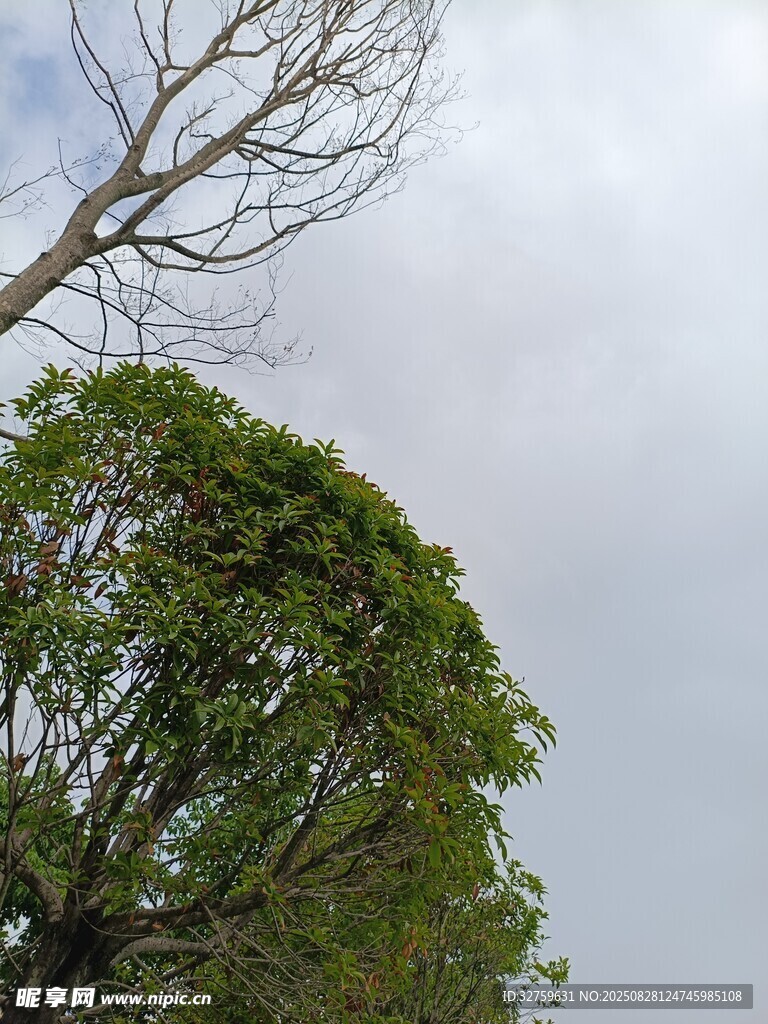 枯树旁的葱郁绿树