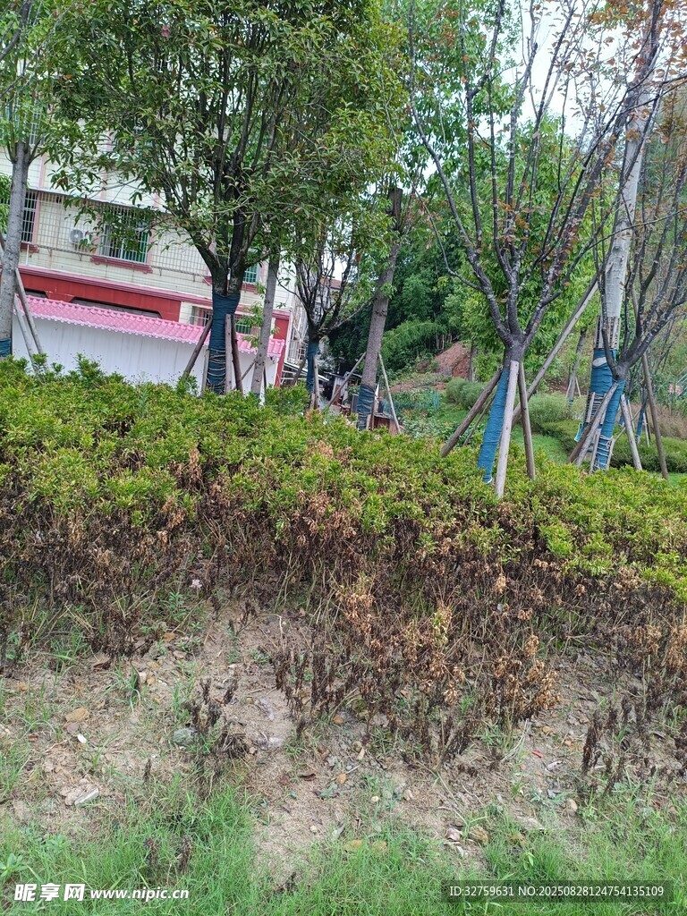 户外绿植旁的人群场景