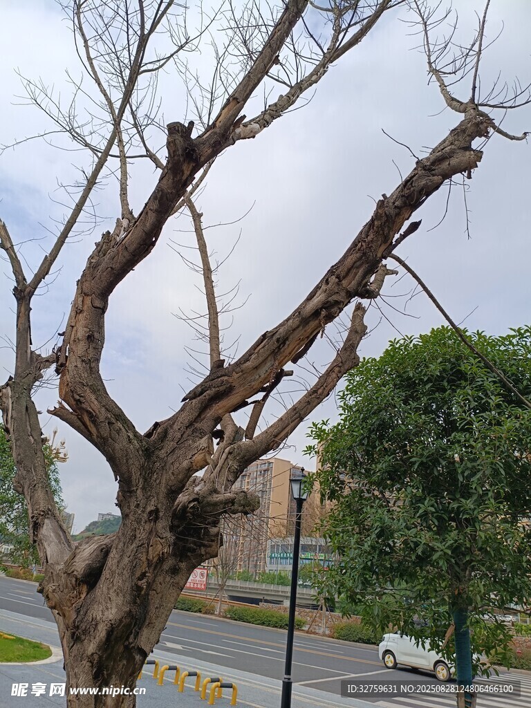 枯树与绿树的鲜明对比