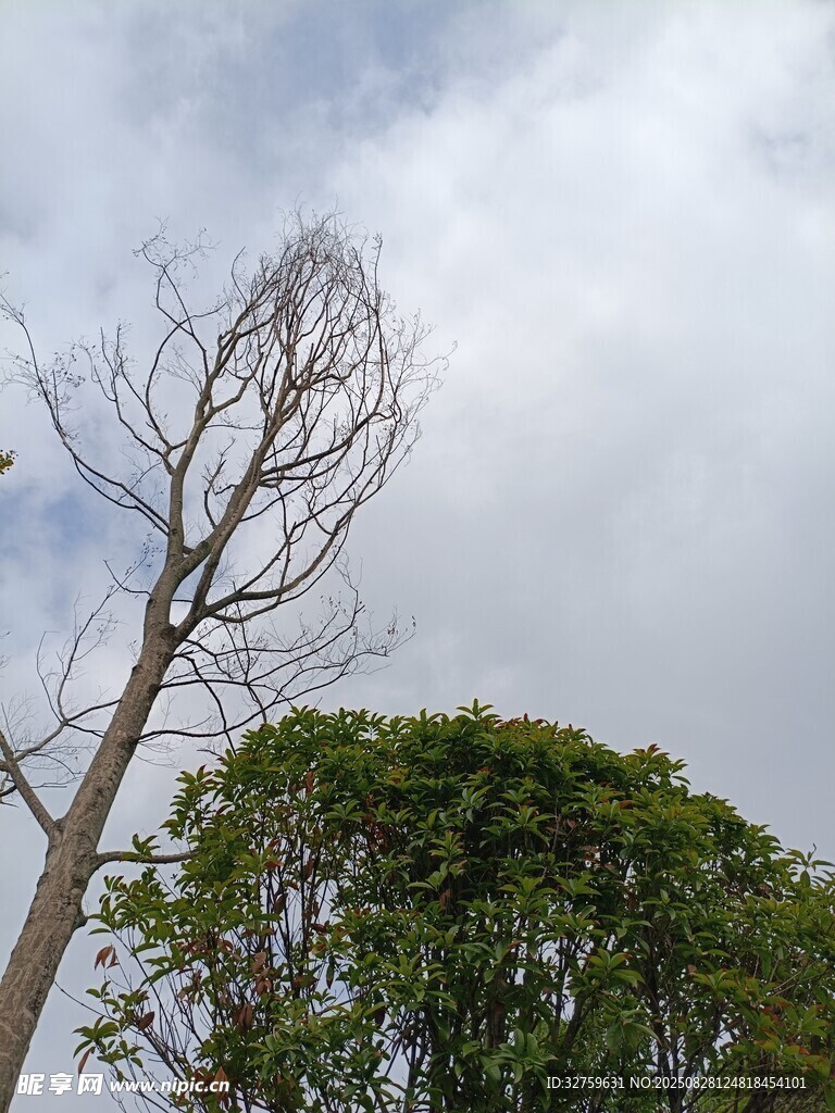 枯树与绿树的天空景象