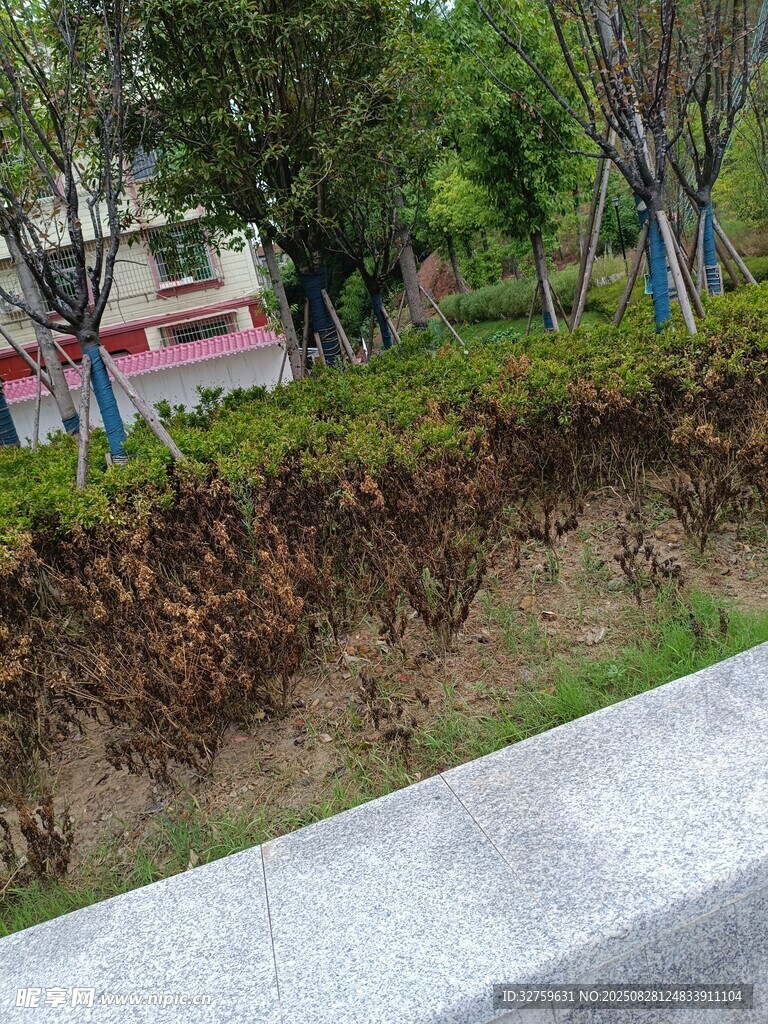 路边绿植景观
