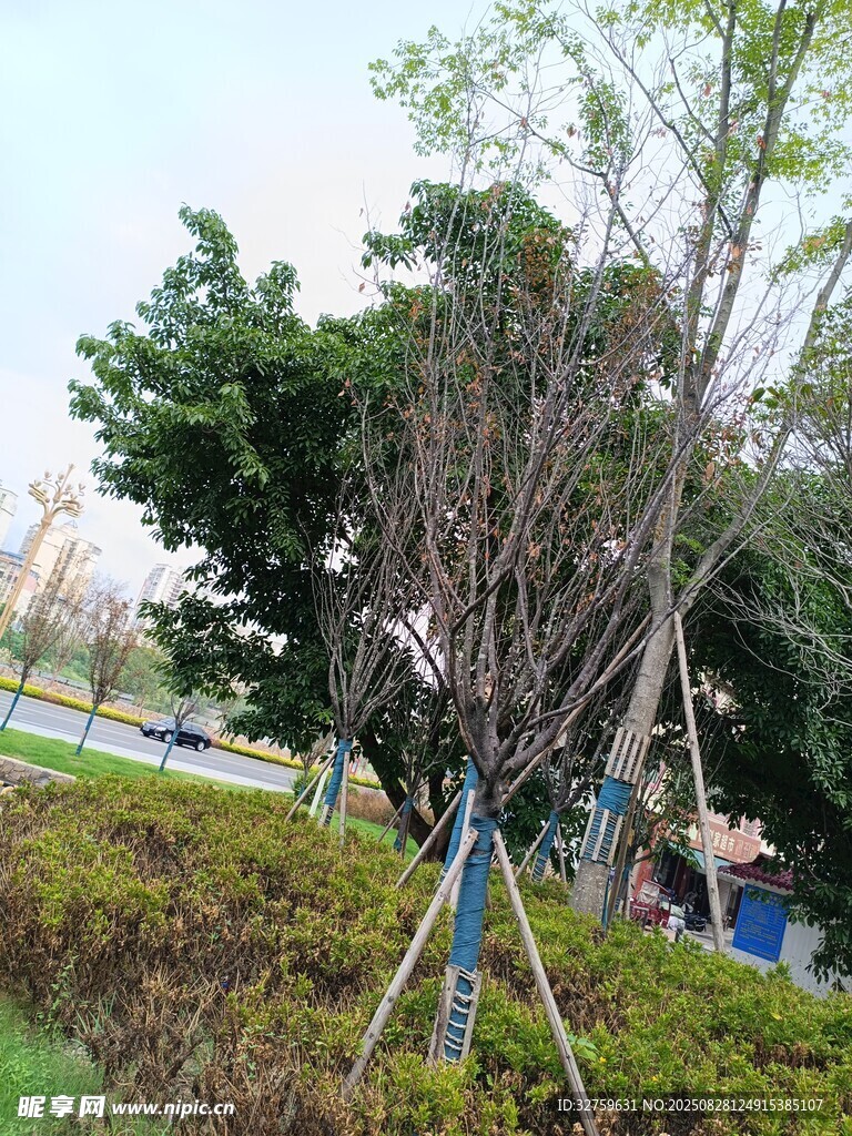 枯树支撑于绿意环绕处