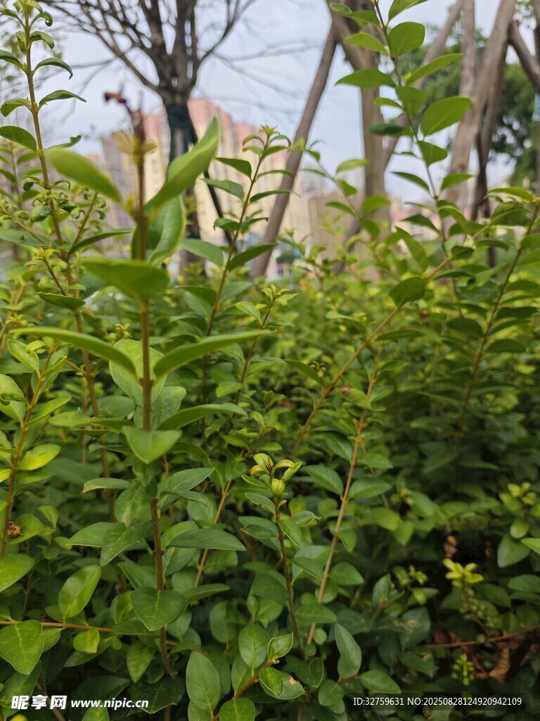 繁茂绿植景观