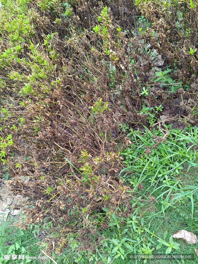 地面绿植与枯黄植物景象