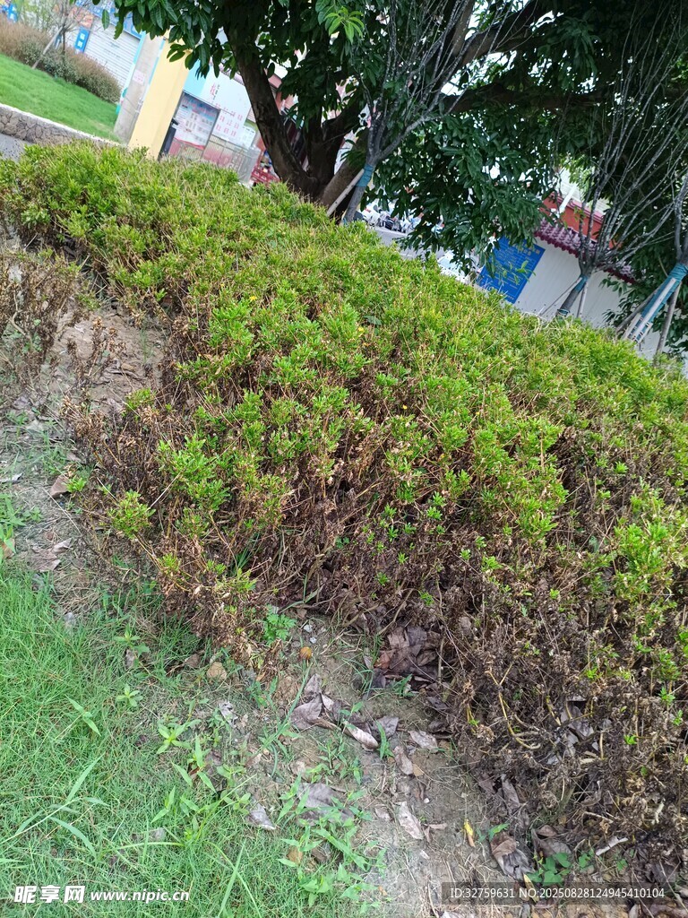 路边绿意盎然的灌木丛