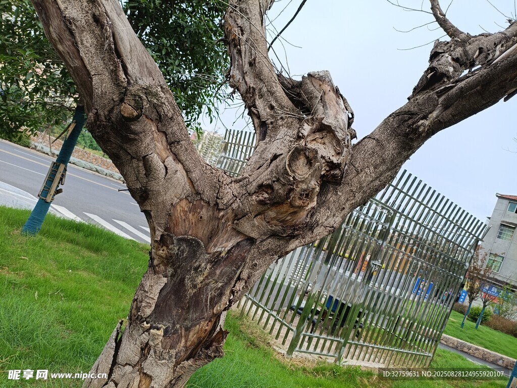 奇特造型的老树树干