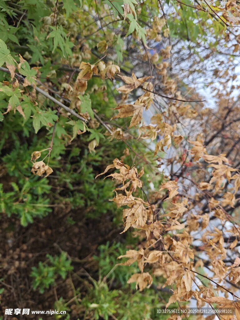 秋日枝头黄绿相间树叶