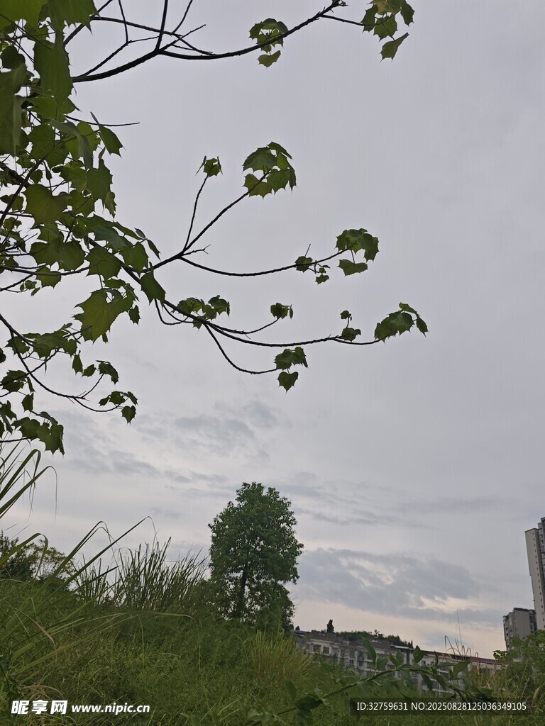 绿叶映衬下的城市远景