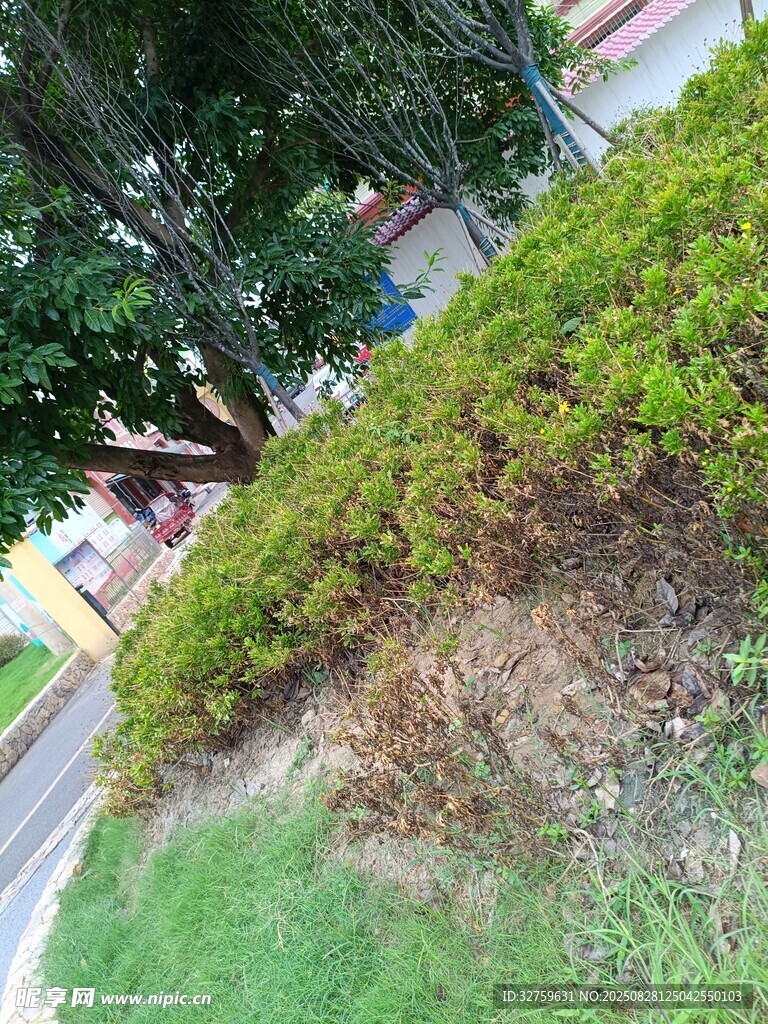 路边绿植景观