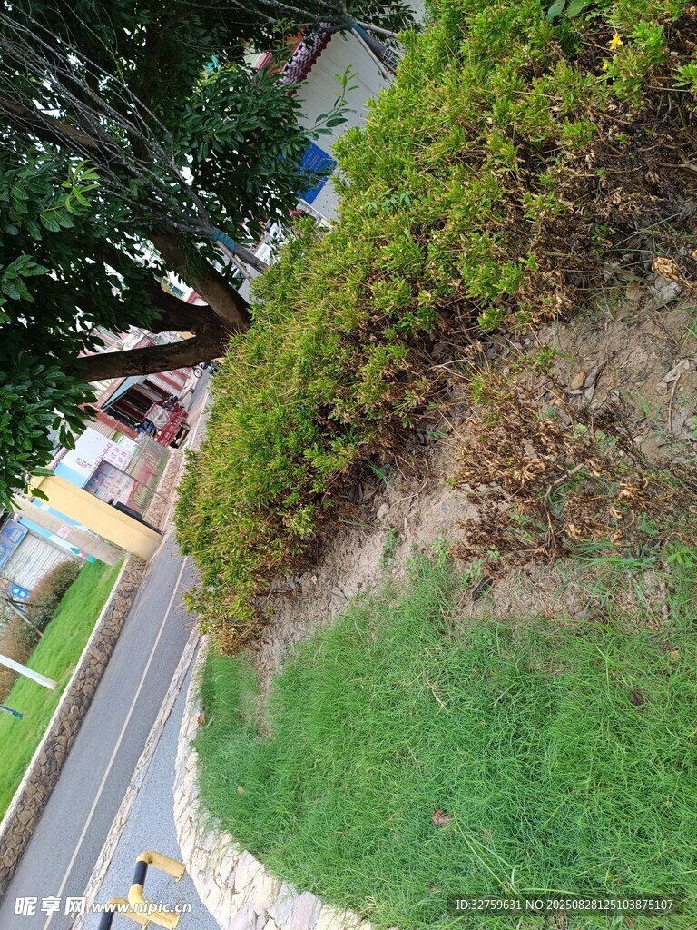 路边绿植景观