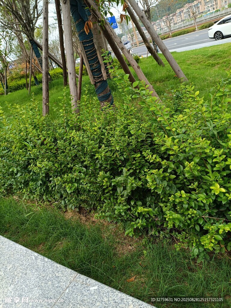 路边翠绿灌木丛景观