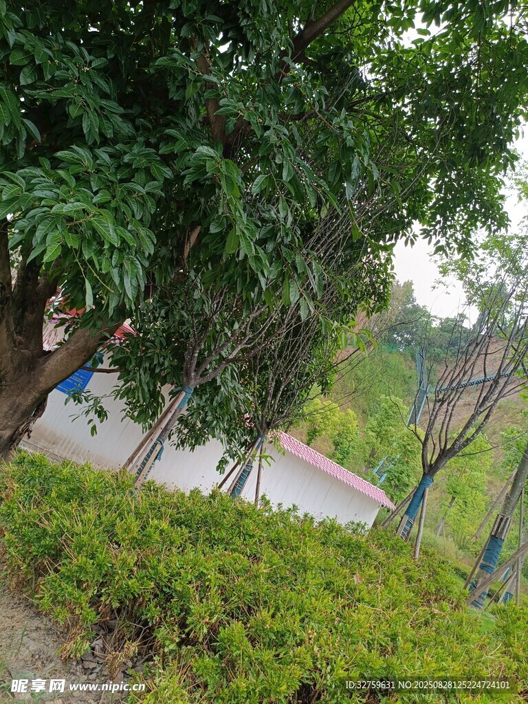 林间小道的绿意景致