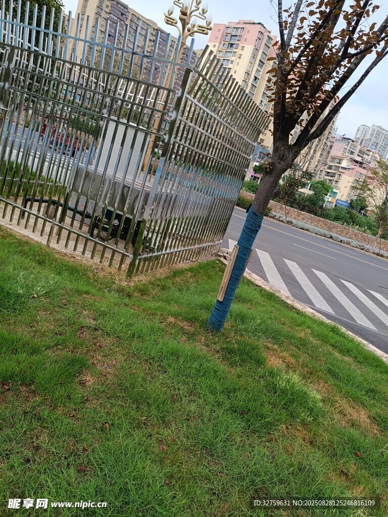 路边草坪与围栏旁的树木