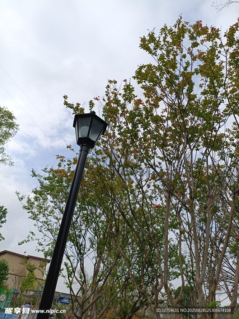 路灯旁绿树与天空景象