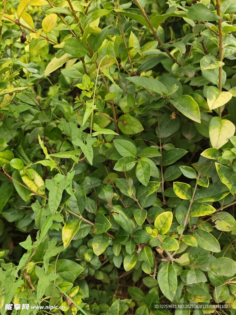 翠绿繁茂的植物景观