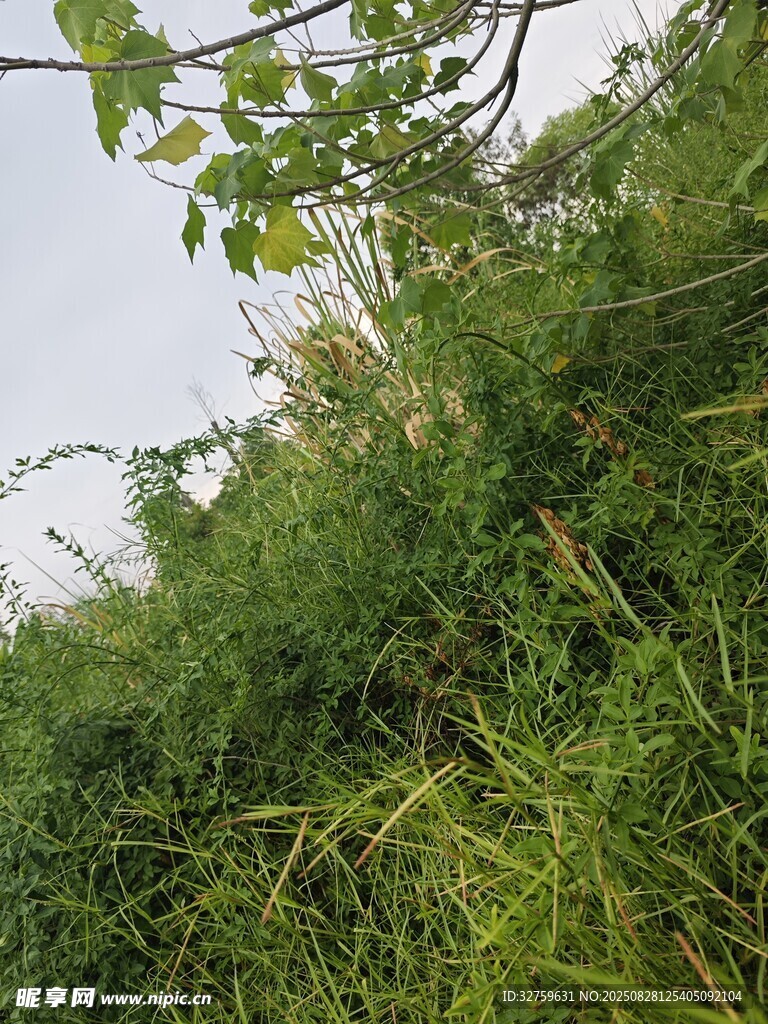 繁茂绿植