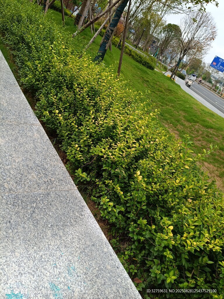 路边绿植景观