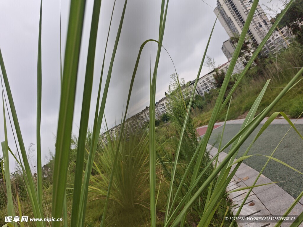 路边葱郁青草与道路景象