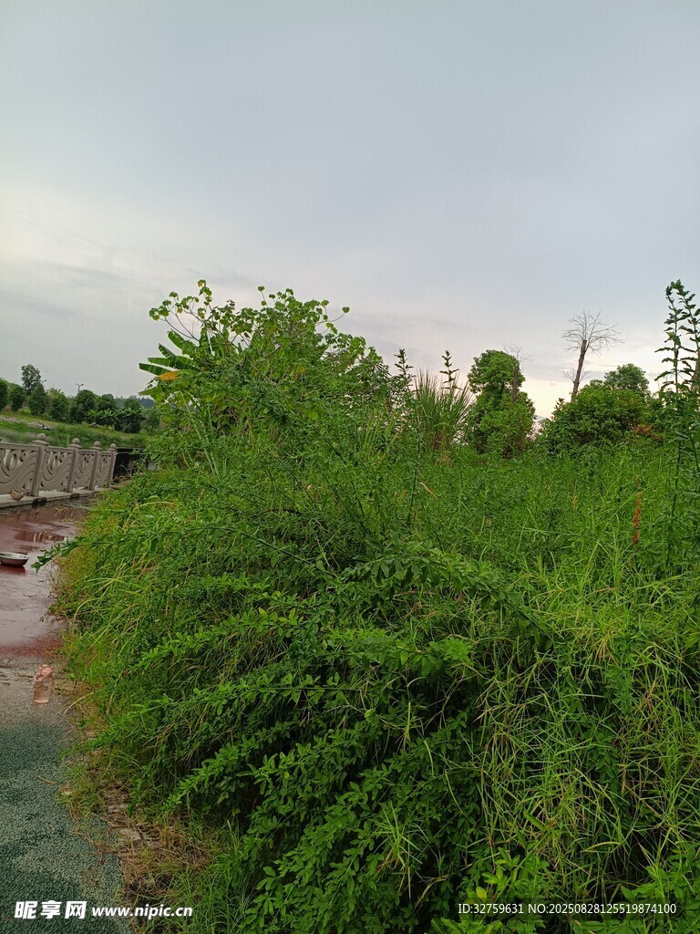河畔繁茂绿植景观