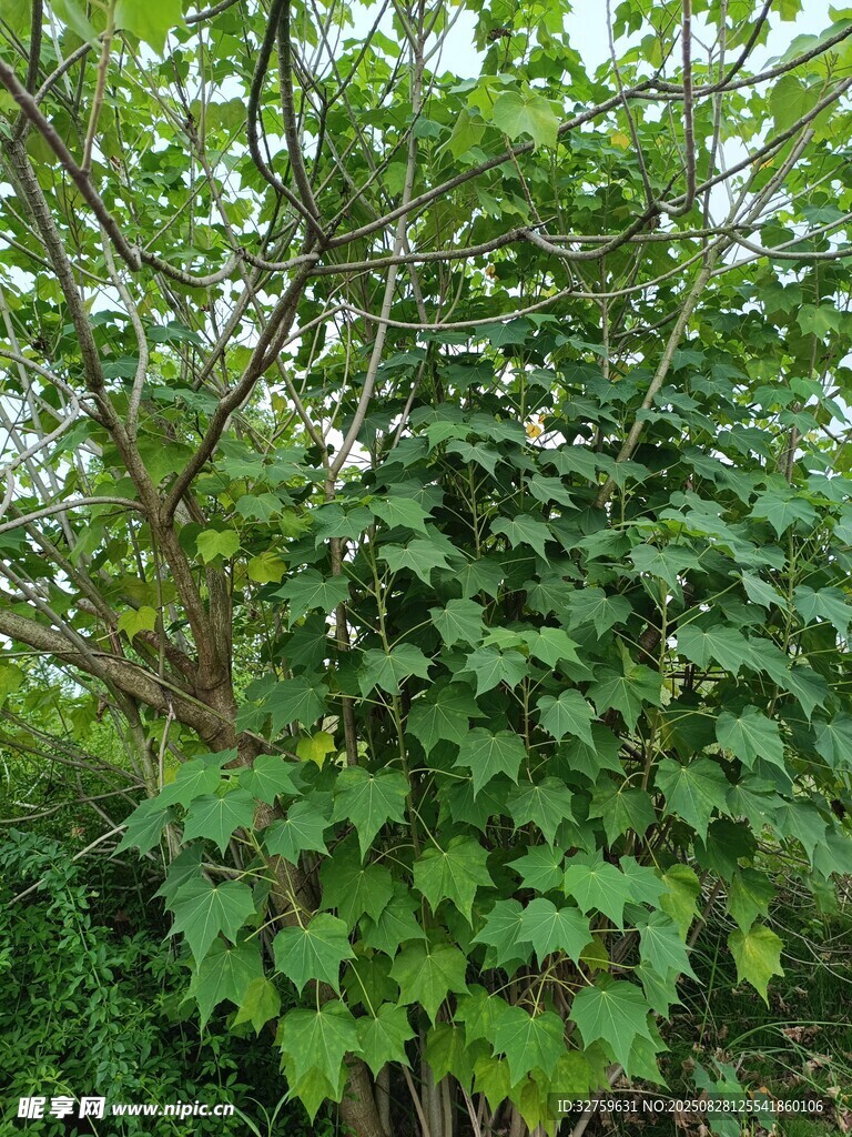 繁茂绿植藤蔓生机盎然