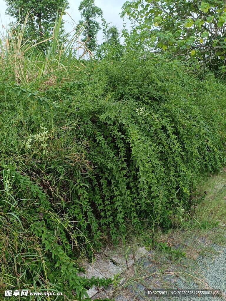 路边繁茂的绿色藤蔓植物