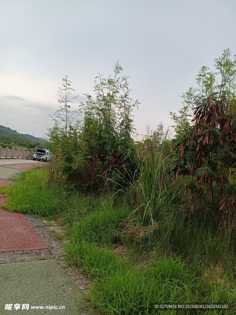 路边繁茂绿植景观