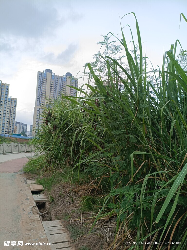 城市小径旁的繁茂绿植