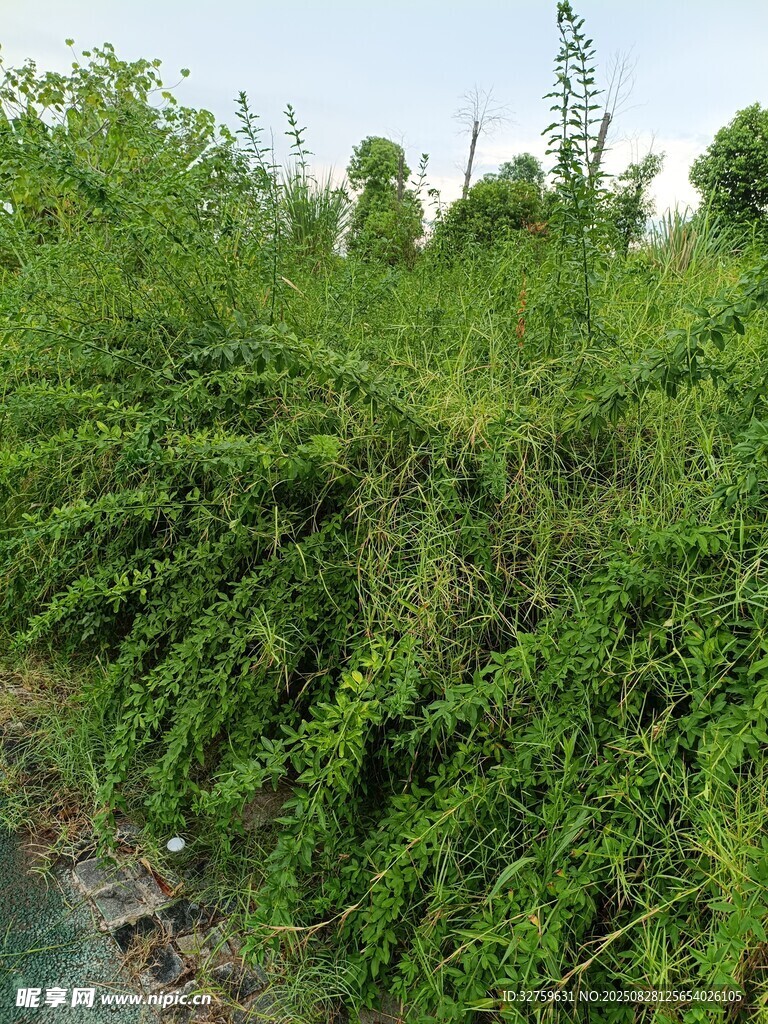 河边繁茂的绿色藤蔓植物