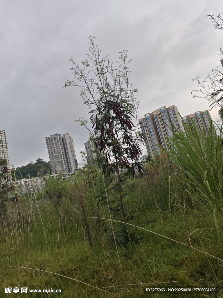 城郊草地与远处高楼景观