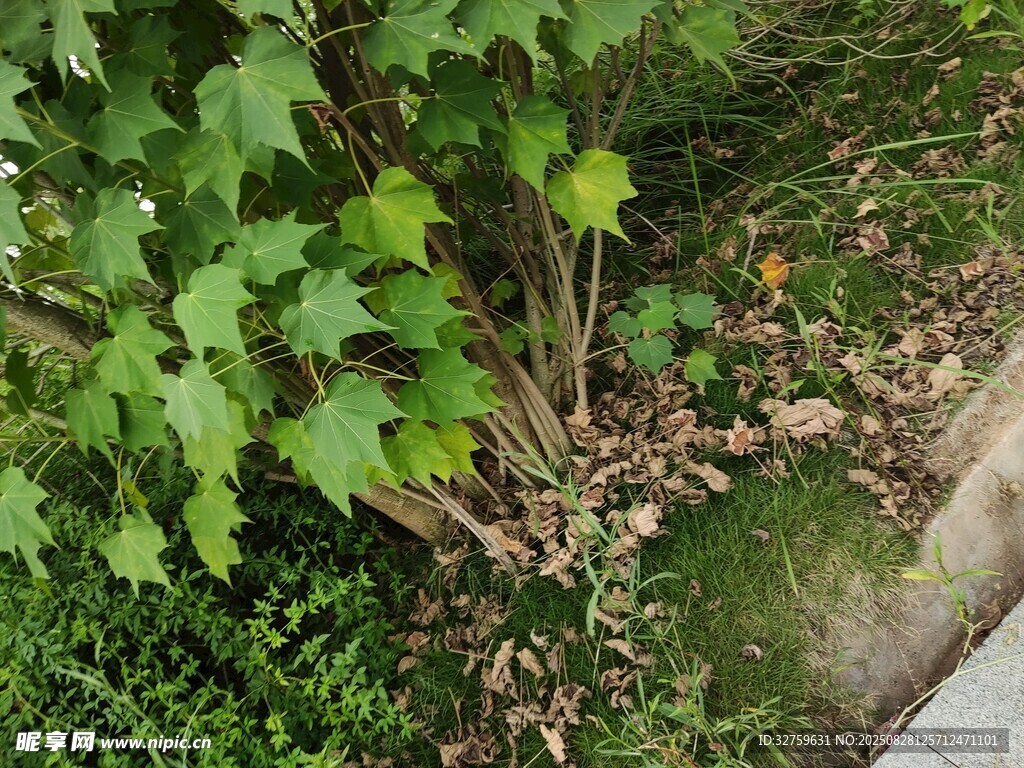 路边绿植与落叶景象