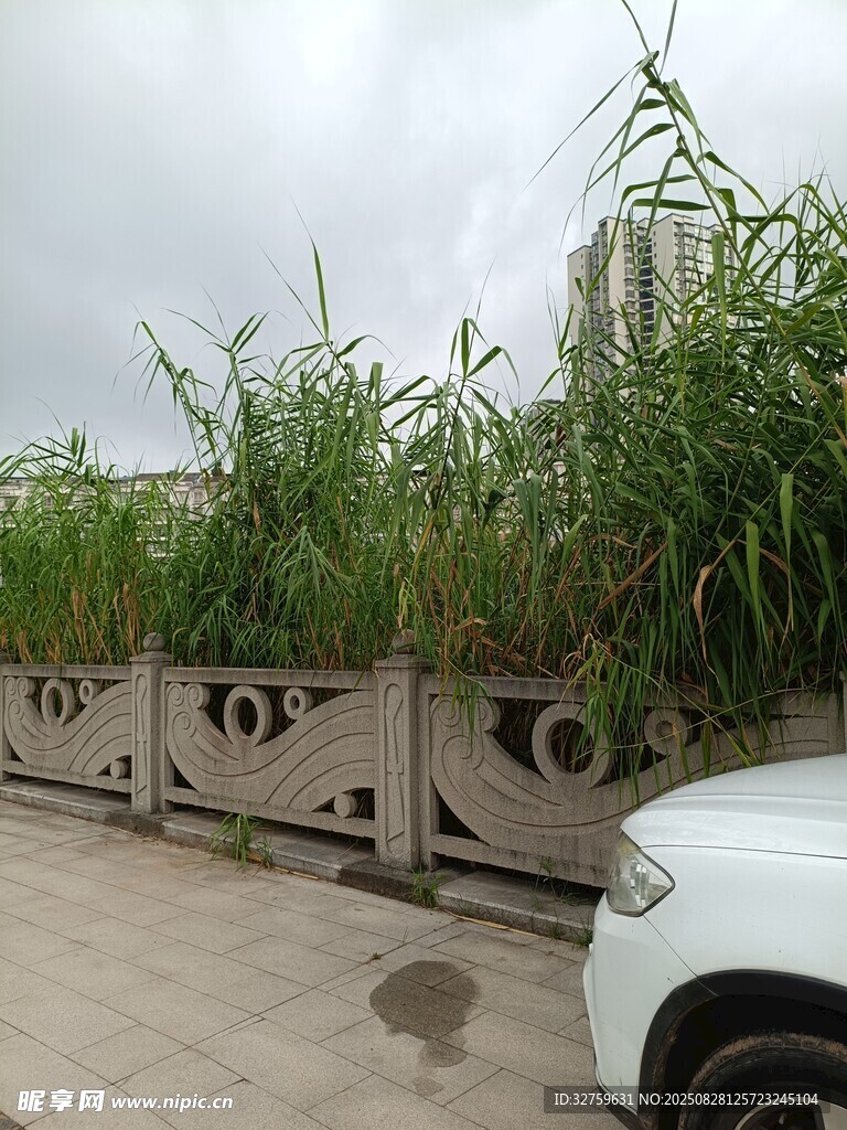 路边绿植旁的白色汽车