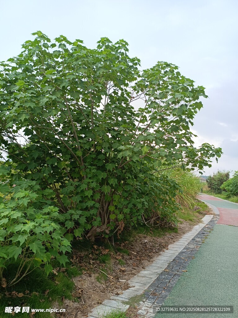 路边绿意盎然的繁茂植被