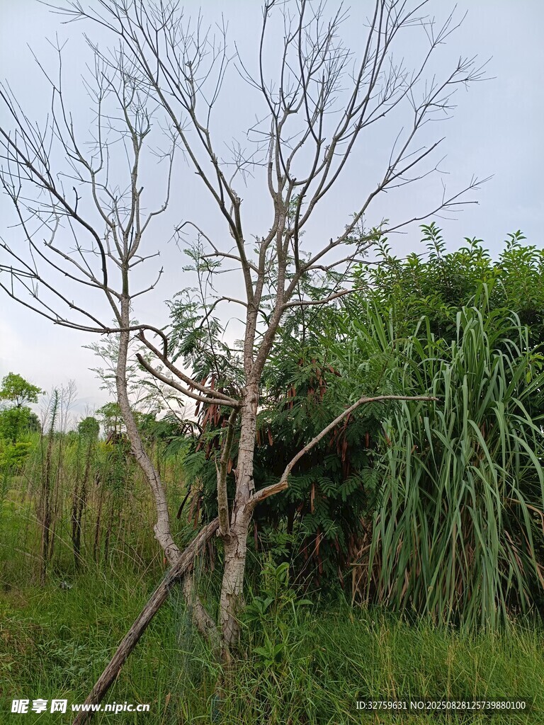 野外枯树与茂盛绿植景象