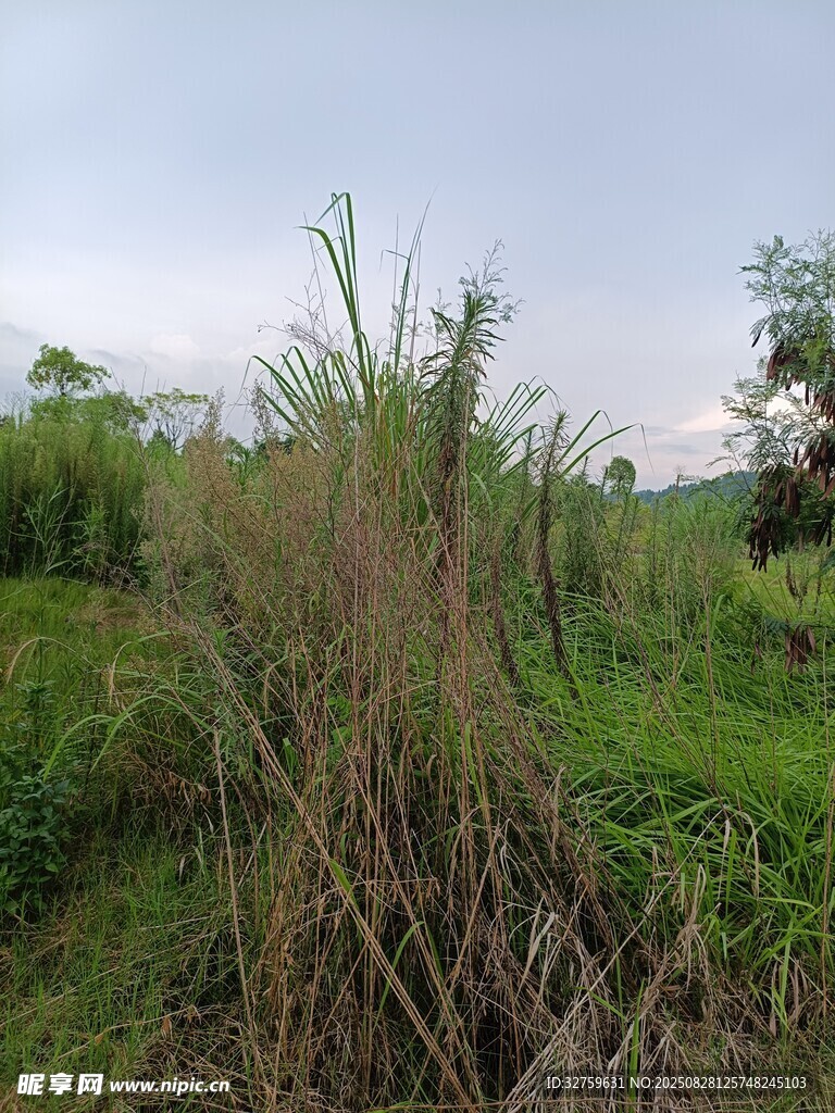 野外繁茂的绿色植物景观