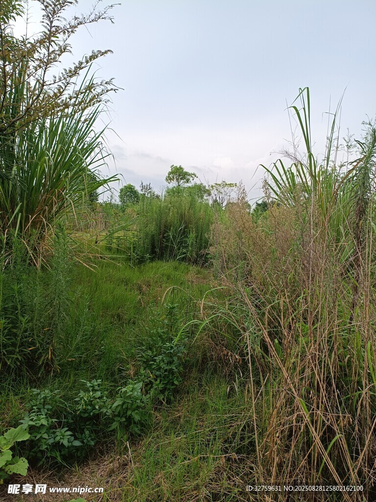 野外繁茂植被景观