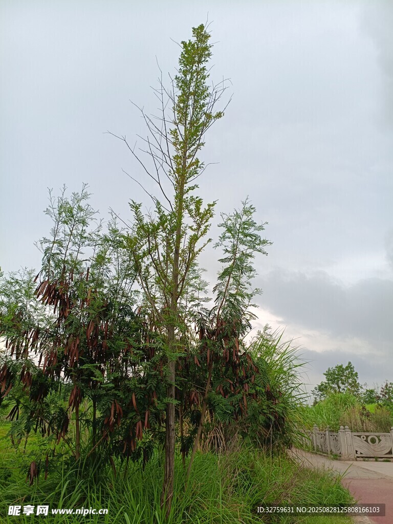 路边挺拔绿植与繁茂草木