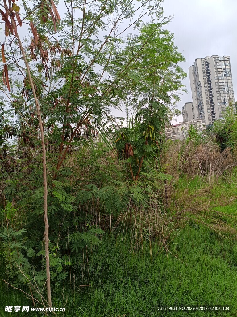 城郊荒野绿植与高楼景象