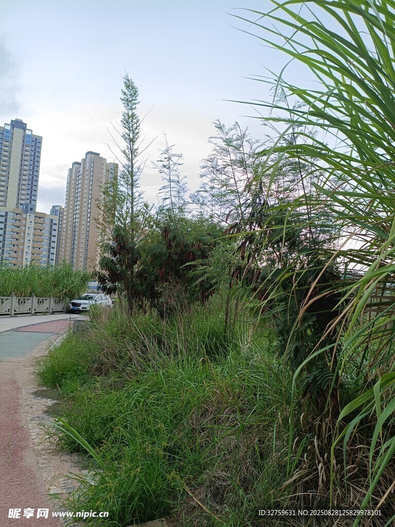 城市旁的绿植小径