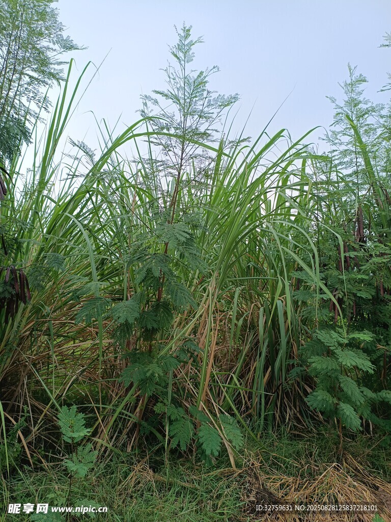 野外茂盛的绿色杂草景象