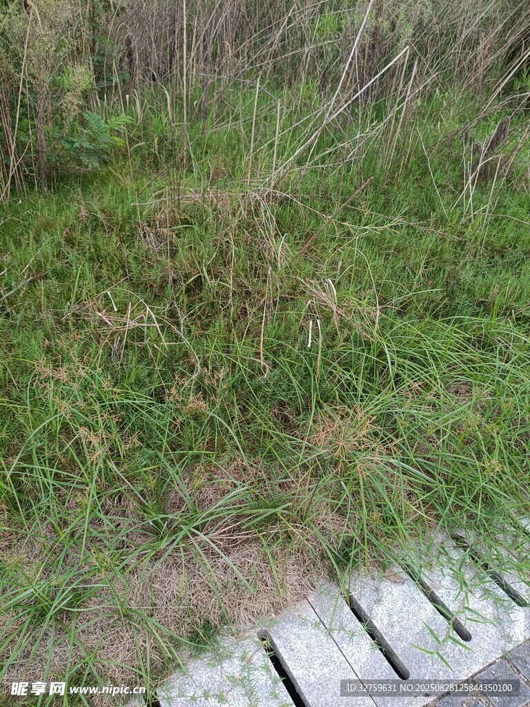 木板旁的茂盛草地